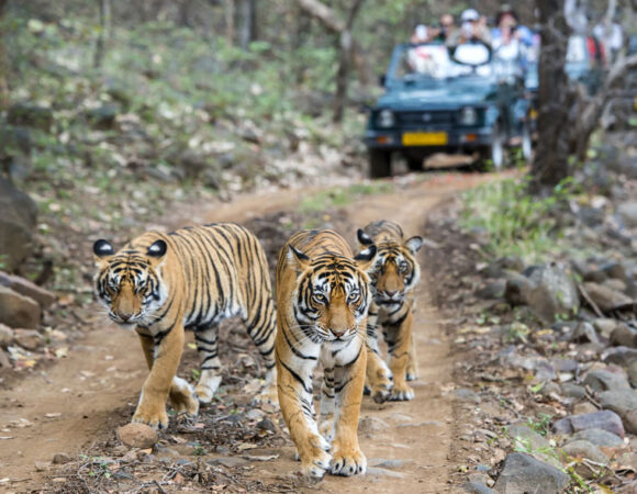 Golden Triangle Tour With Ranthambore