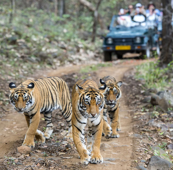 Golden Triangle Tour With Ranthambore