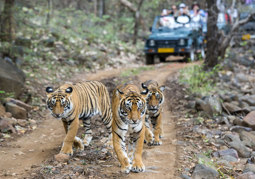 Golden Triangle Tour With Ranthambore