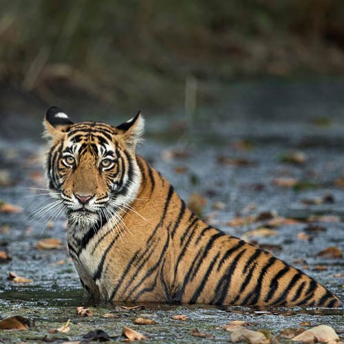 Ranthambore